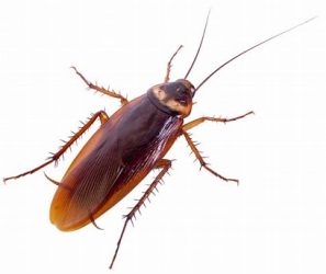 Cockroach control in chennai