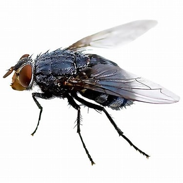 FLY PEST CONTROL IN CHENNAI