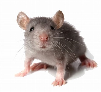 Rat control in chennai