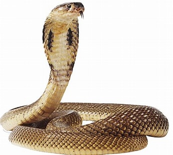 SNAKE CONTROL IN CHENNAI