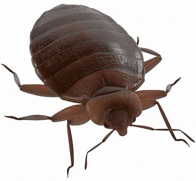 bed bugs control in chennai