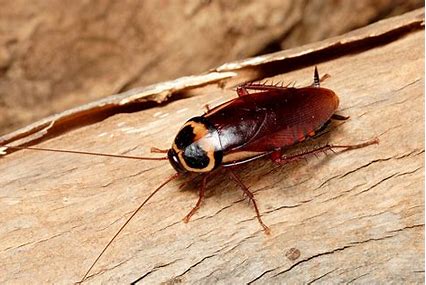 COCKROACH CONTROL IN CHENNAI