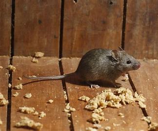 RAT CONTROL IN CHENNAI