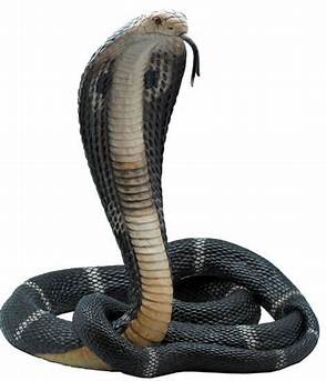 SNAKE CONTROL IN CHENNAI