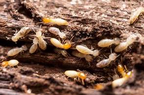 TERMITE PEST CONTROL IN CHENNAI