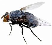 PEST CONTROL IN CHENNAI