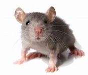 Rat control in chennai