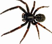 SPIDER CONTROL IN CHENNAI