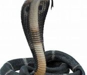 SNAKE CONTROL IN CHENNAI