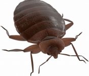 BUGS CONTROL IN CHENNAI